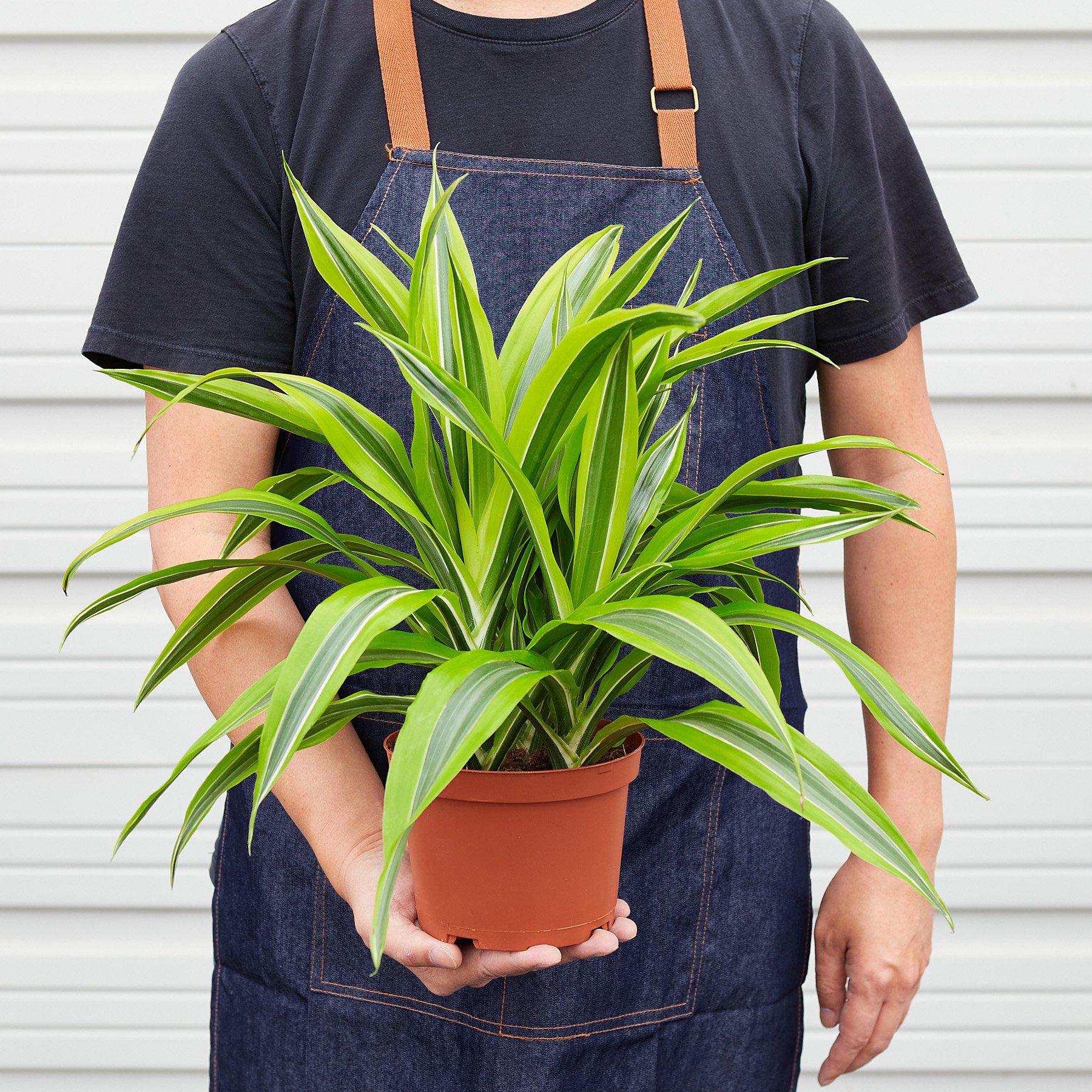 Dracaena 'Lemon Lime'