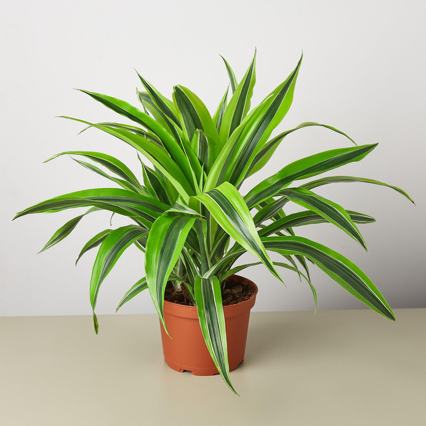 Dracaena 'Lemon Lime'