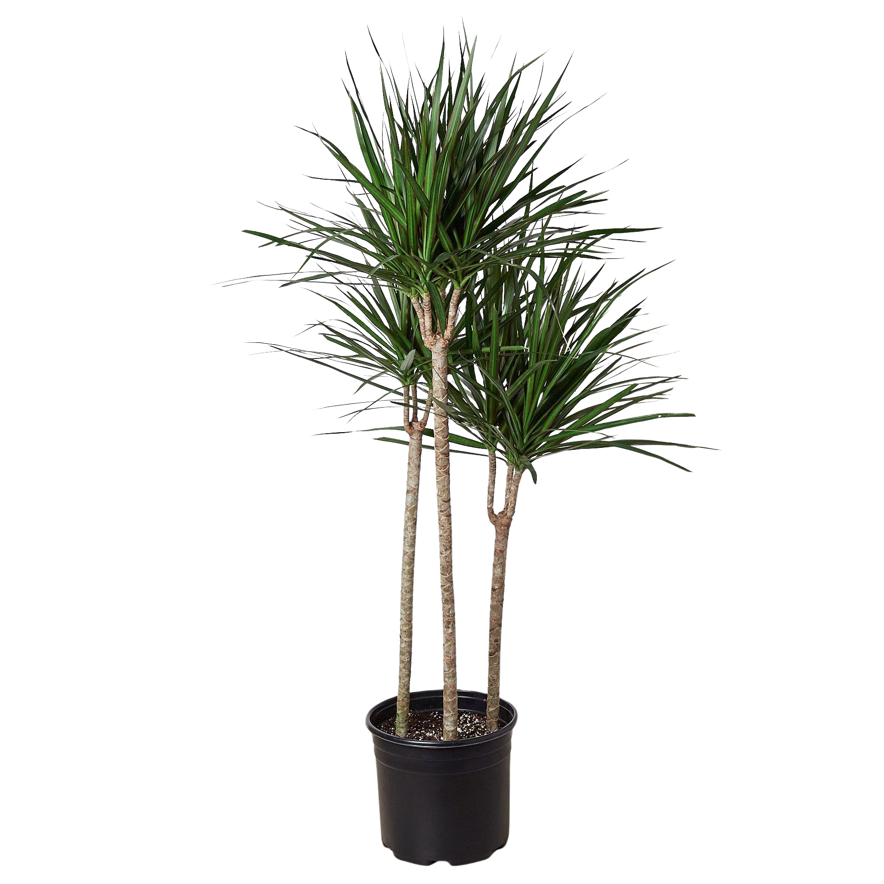 Dracaena 'Marginata Cane'