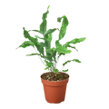 Fern 'Blue Star'