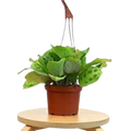 Maranta 'Leuconeura' - 6" Pot - NURSERY POT ONLY