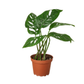 Monstera Adansonii 'Swiss Cheese' - 6" Pot - NURSERY POT ONLY