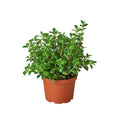 Nemetanthus Candy Corn Plant 'Brazilian Firecracker' - 6" Pot - NURSERY POT ONLY