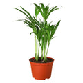 Areca Palm - 6" Pot - NURSERY POT ONLY