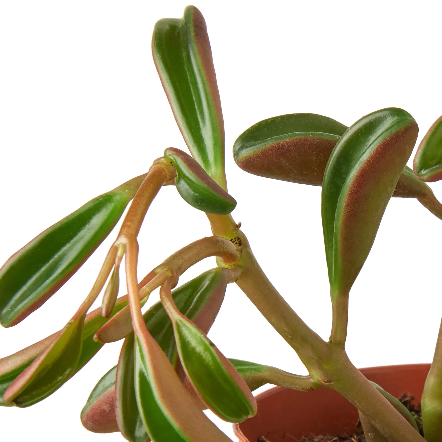 Peperomia 'Ruby Glow'