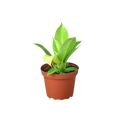 Philodendron 'Moonlight' - 4" Pot - NURSERY POT ONLY
