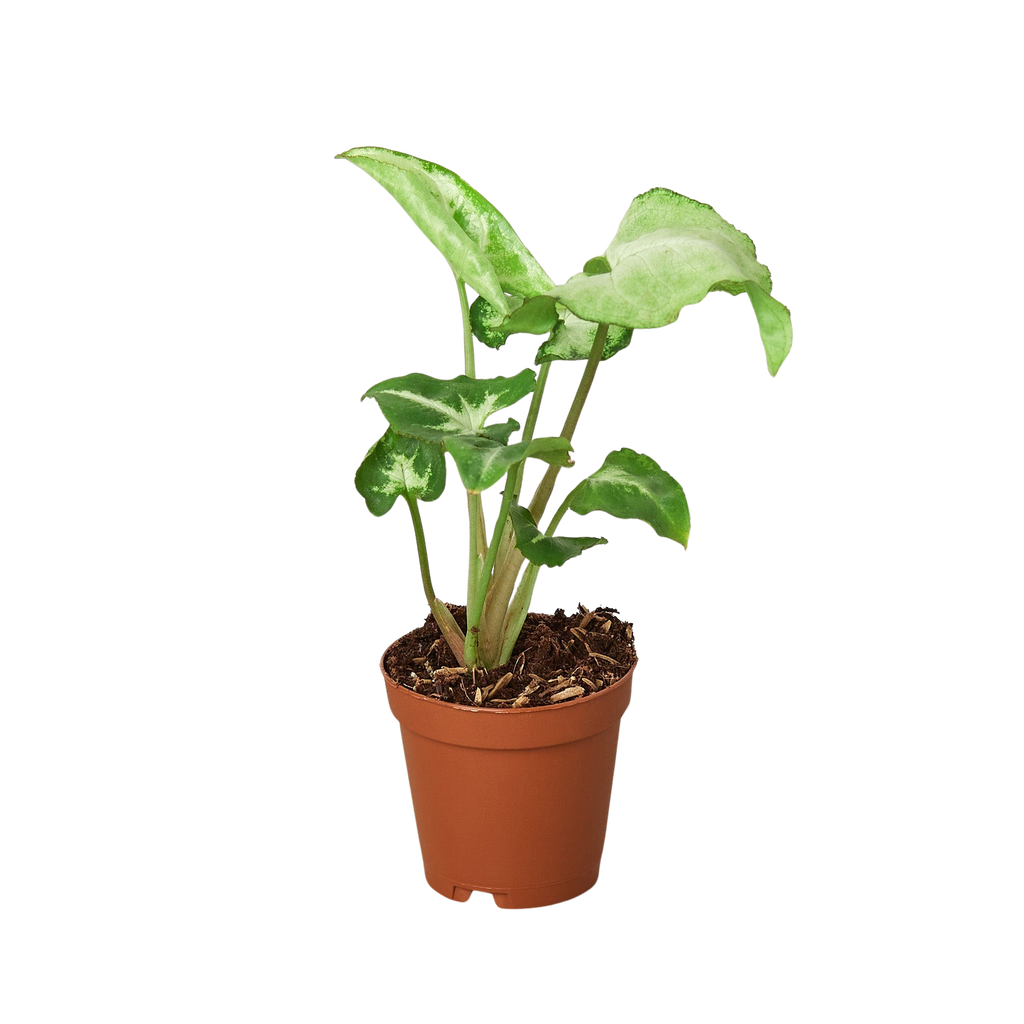Syngonium 'White Butterfly'