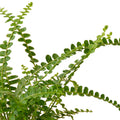 Fern 'Lemon Button' - 6" Pot - NURSERY POT ONLY