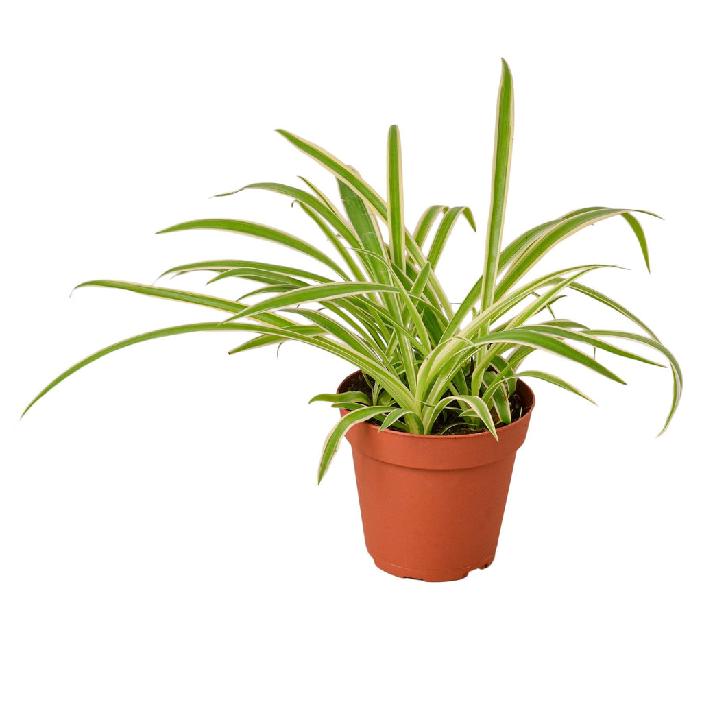 Reverse Spider Plant (Chlorophytum comosum) – Multiple Sizes & Pot Options