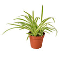 Reverse Spider Plant (Chlorophytum comosum) – Multiple Sizes & Pot Options