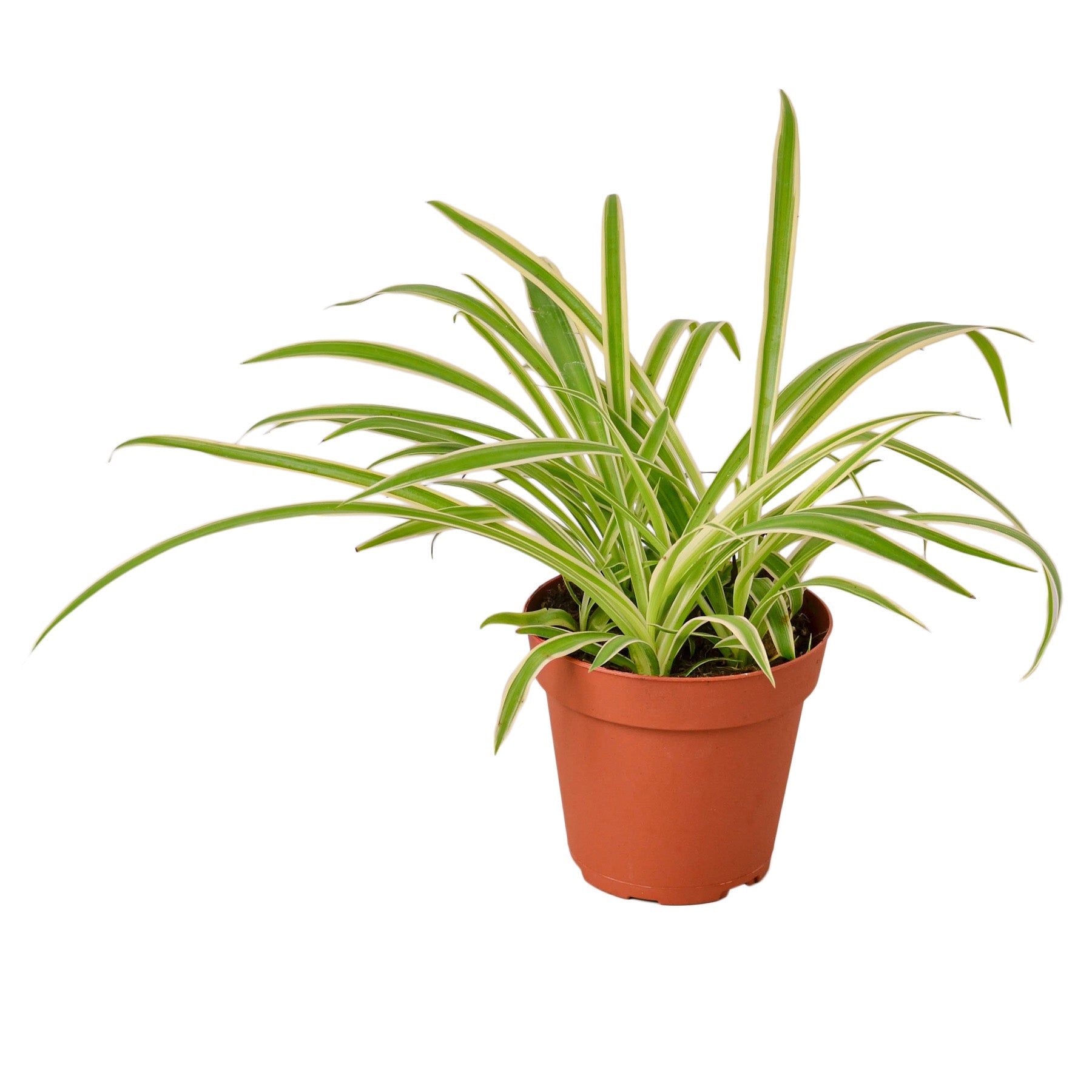 Reverse Spider Plant (Chlorophytum comosum) – Multiple Sizes & Pot Options