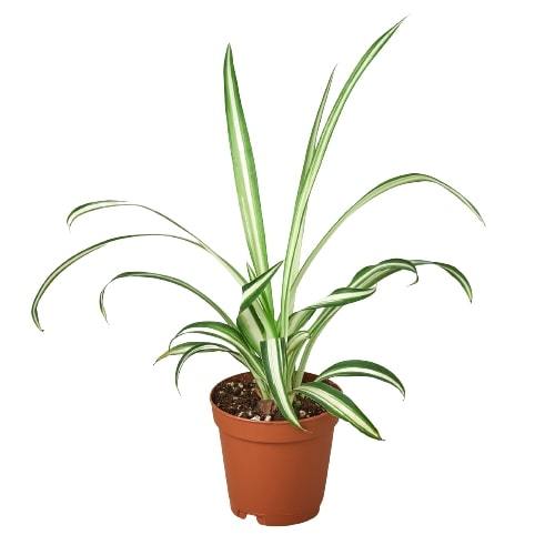 Reverse Spider Plant (Chlorophytum comosum) – Multiple Sizes & Pot Options