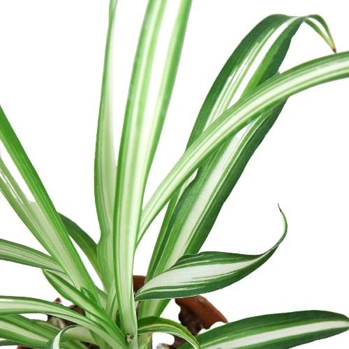 Reverse Spider Plant (Chlorophytum comosum) – Multiple Sizes & Pot Options