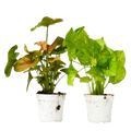 2 Syngonium Variety (Arrowhead Plant) / 4" Pot / Live Plant