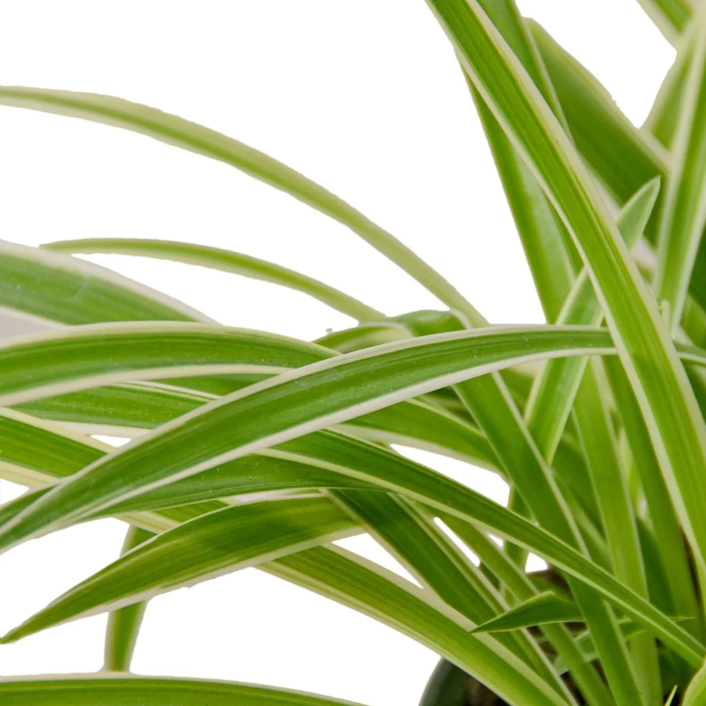 Reverse Spider Plant (Chlorophytum comosum) – Multiple Sizes & Pot Options