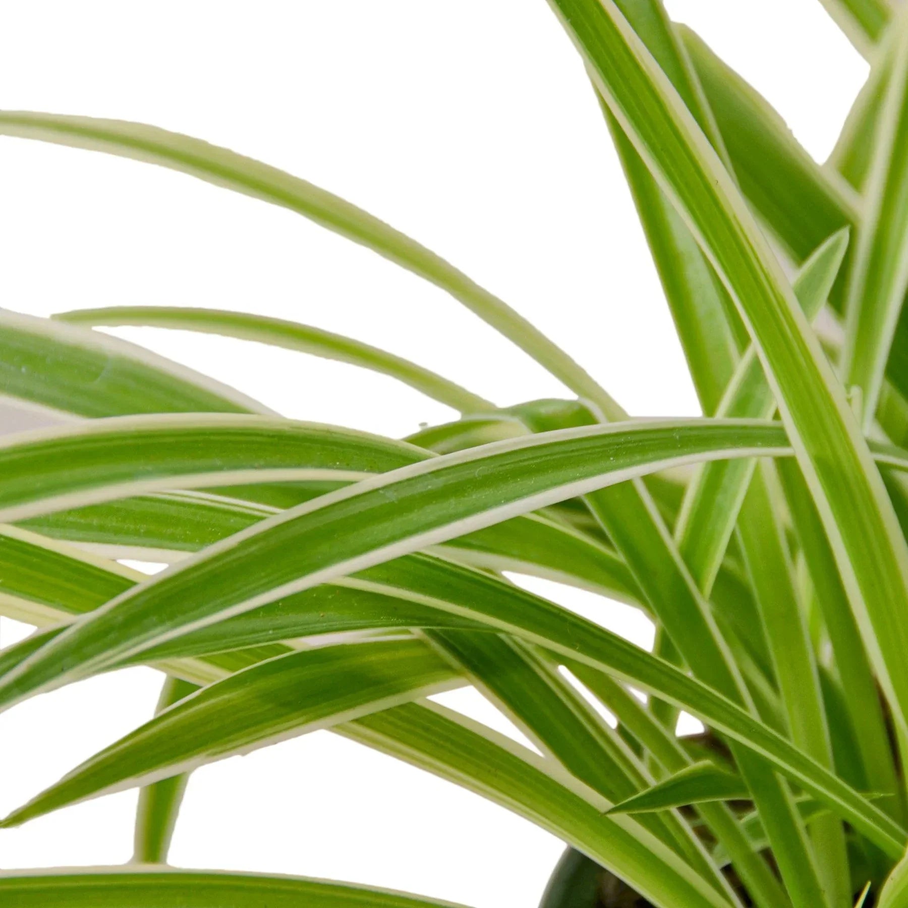 Reverse Spider Plant (Chlorophytum comosum) – Multiple Sizes & Pot Options