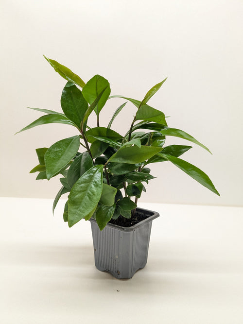 Ardisia 'Red'