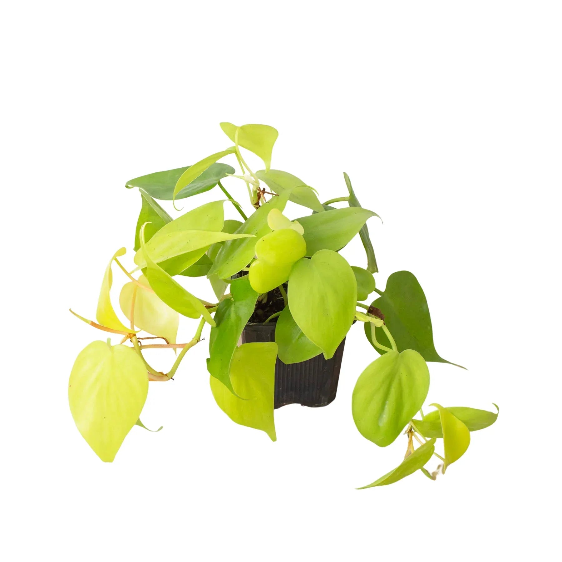 Philodendron 'Neon' - 4" Pot - NURSERY POT ONLY