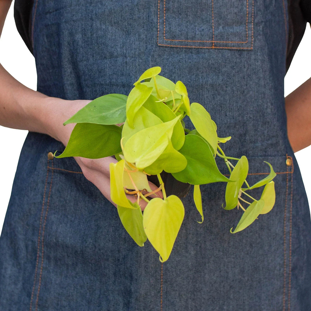 Philodendron 'Neon' - 4" Pot - NURSERY POT ONLY