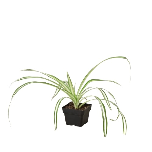 Reverse Spider Plant (Chlorophytum comosum) – Multiple Sizes & Pot Options