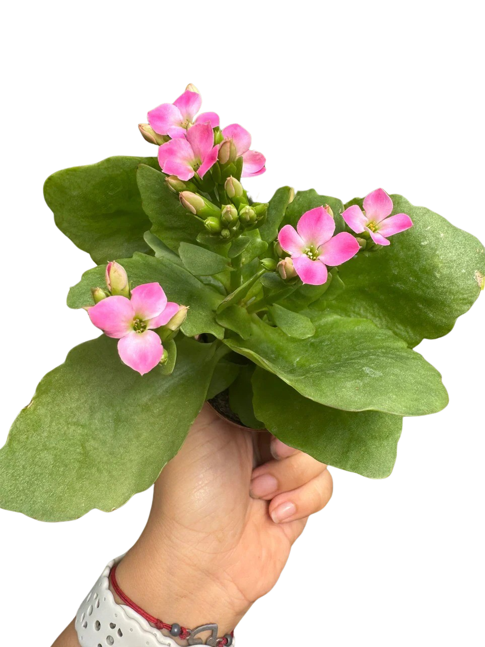 Kalanchoe 'Blossfeldiana'