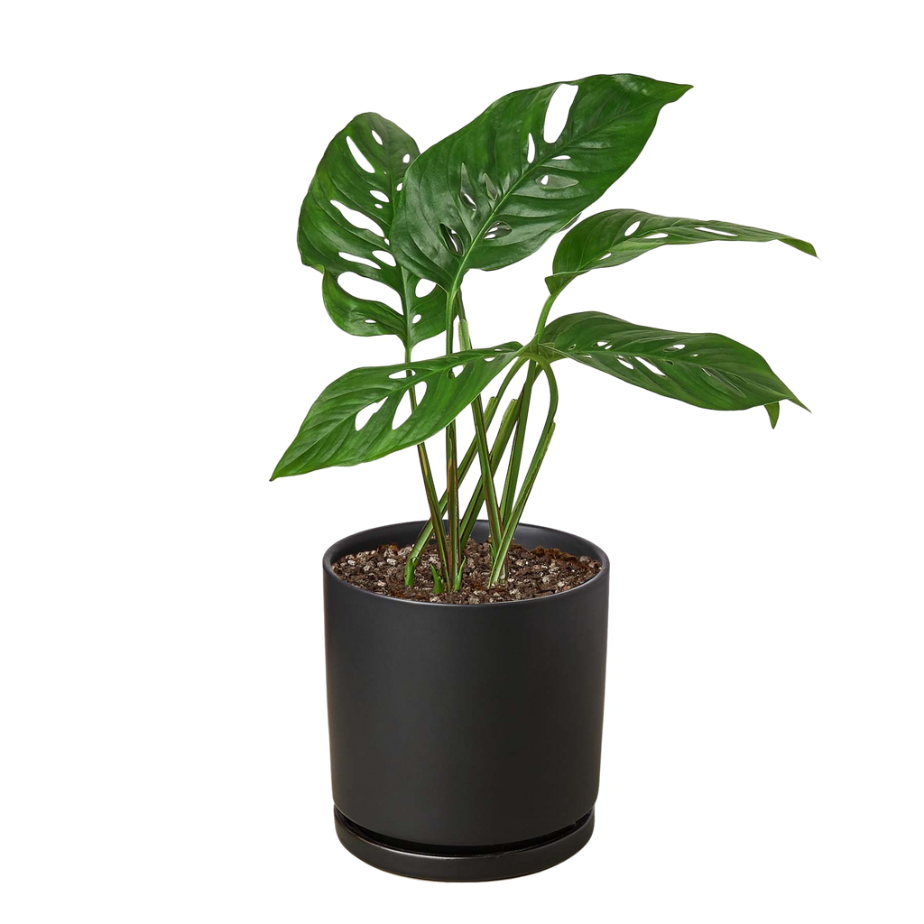 Monstera Adansonii 'Swiss Cheese' - 6" Pot - NURSERY POT ONLY