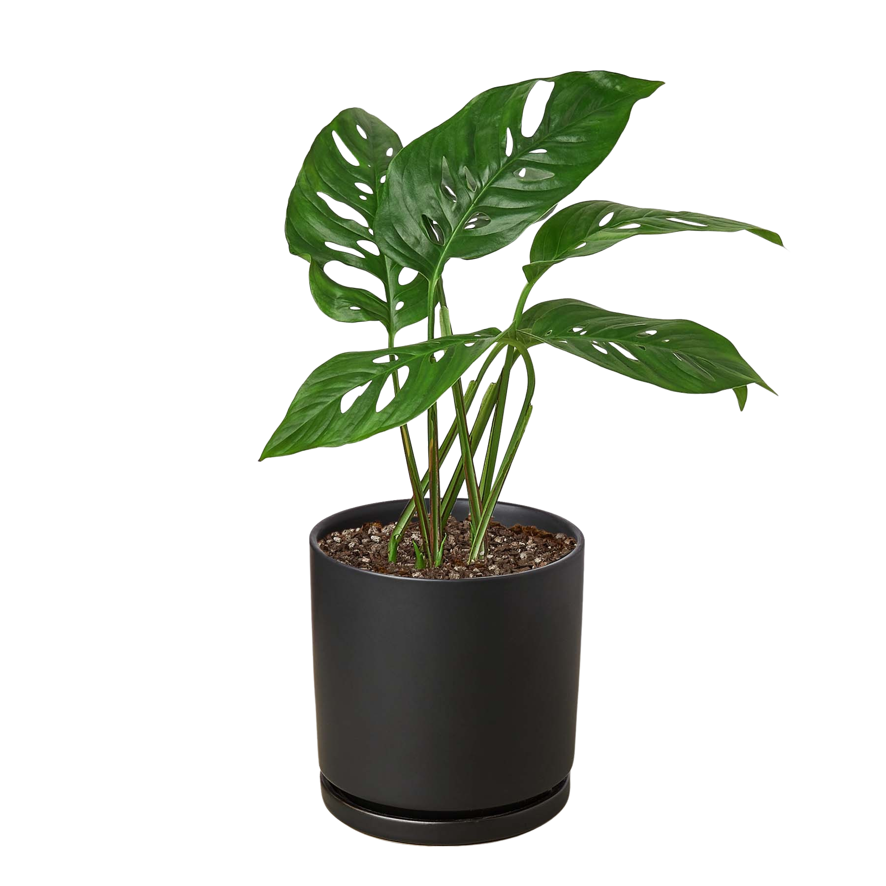 Monstera Adansonii 'Swiss Cheese' - 6" Pot - NURSERY POT ONLY