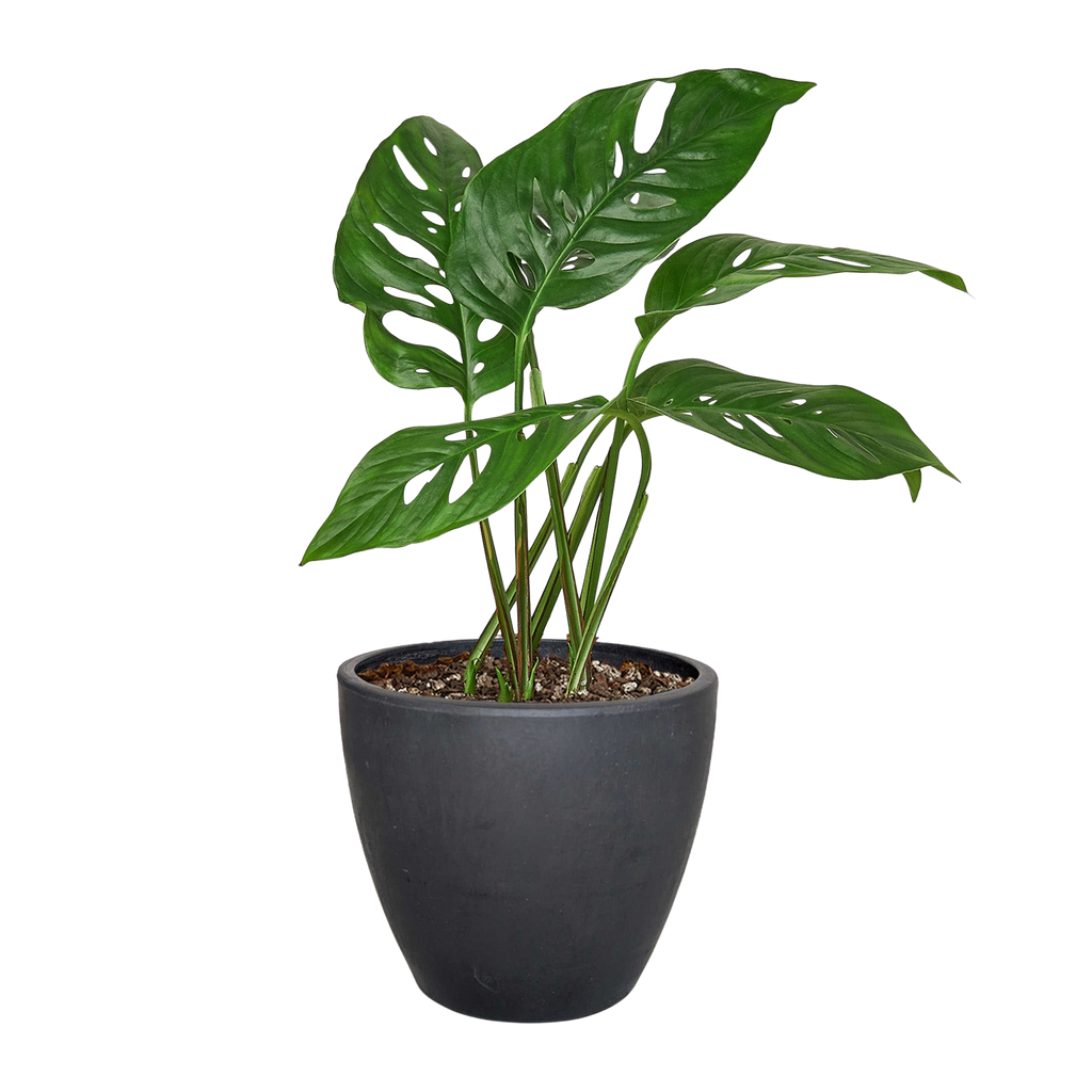 Monstera Adansonii 'Swiss Cheese' - 6" Pot - NURSERY POT ONLY