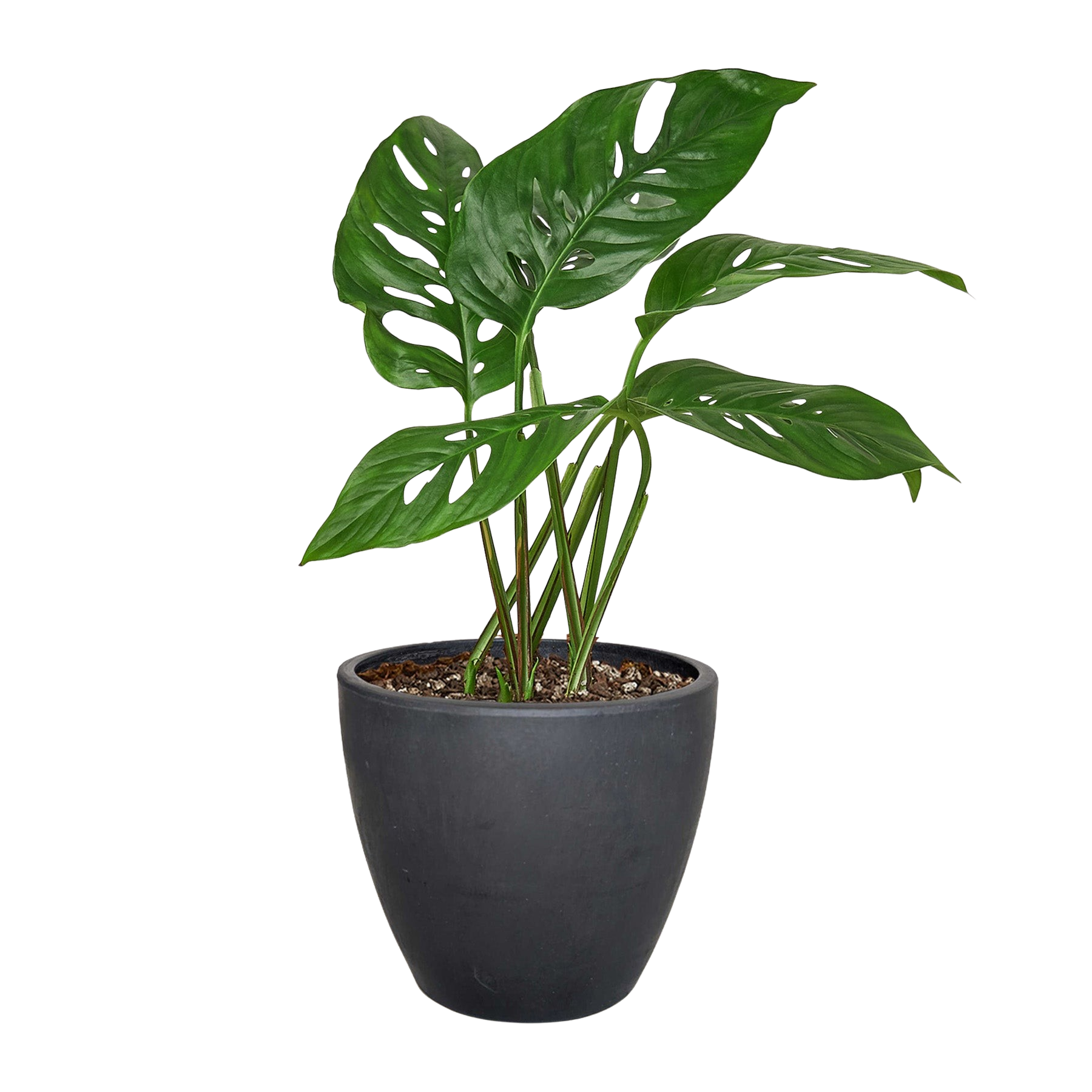 Monstera Adansonii 'Swiss Cheese' - 6" Pot - NURSERY POT ONLY