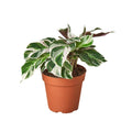 Calathea 'White Fusion' - 6" Pot - NURSERY POT ONLY