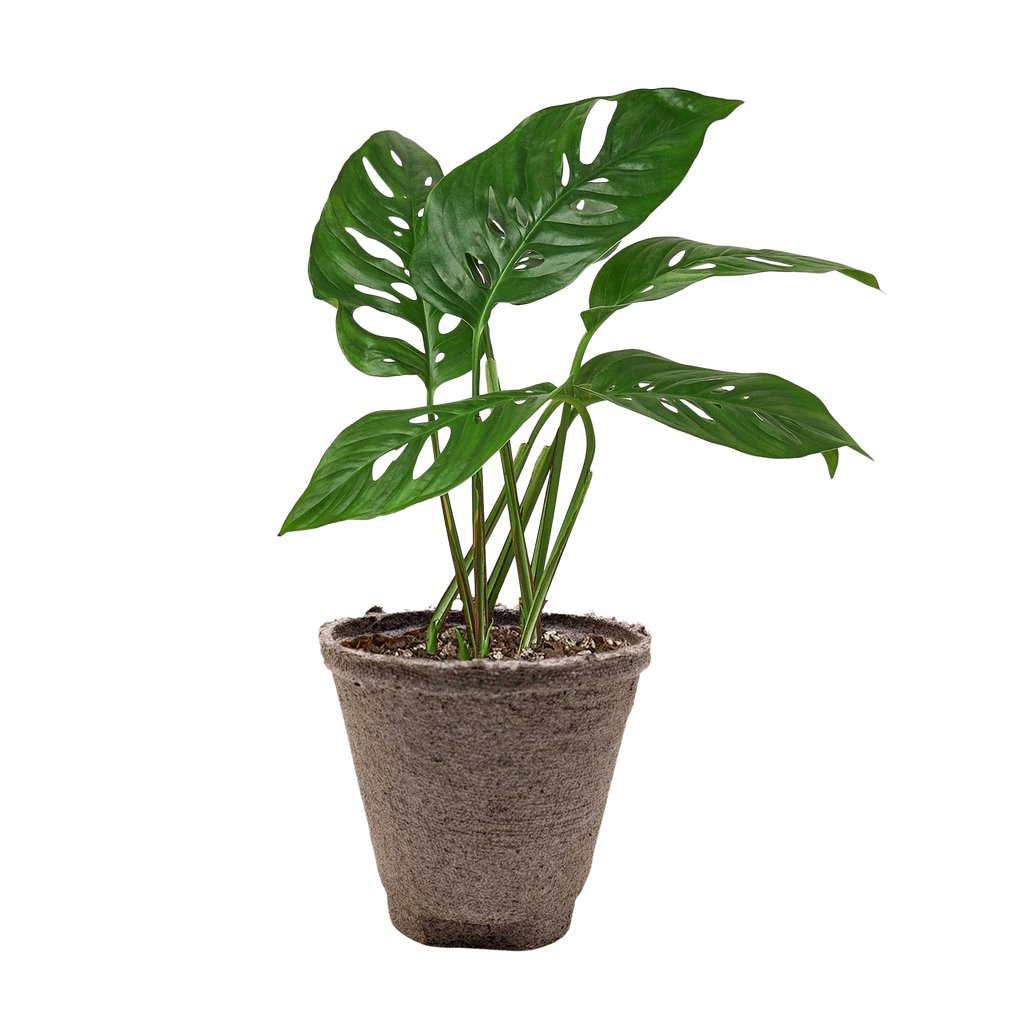 Monstera Adansonii 'Swiss Cheese' - 6" Pot - NURSERY POT ONLY