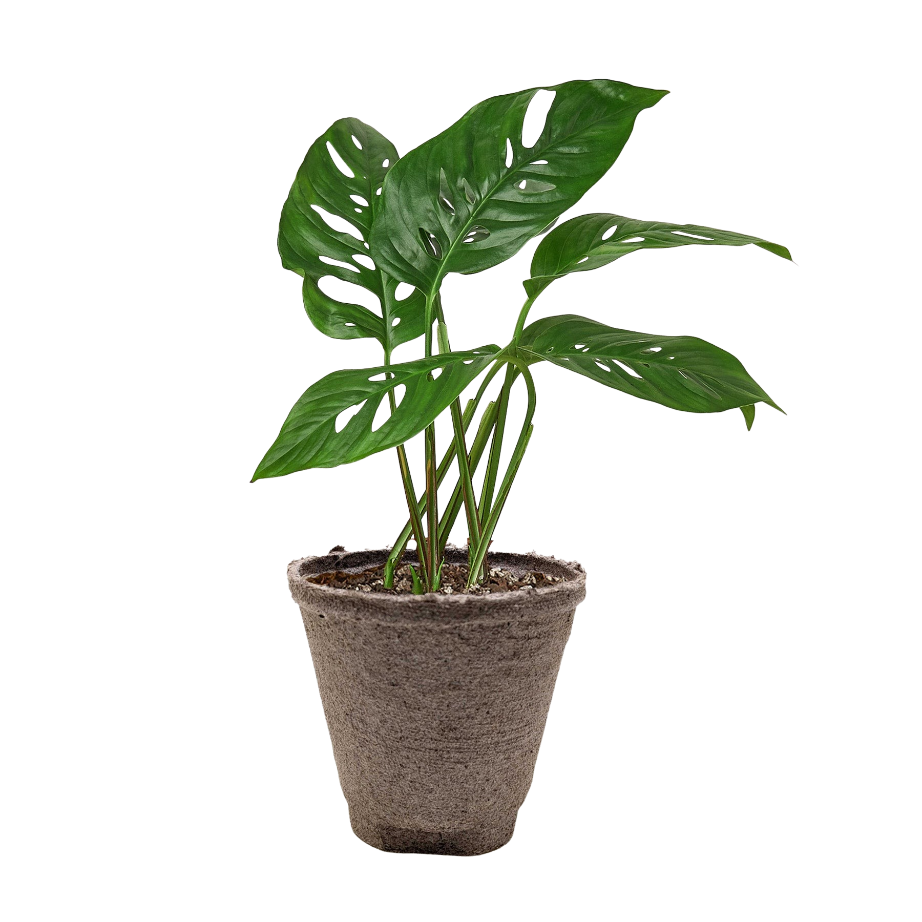 Monstera Adansonii 'Swiss Cheese' - 6" Pot - NURSERY POT ONLY