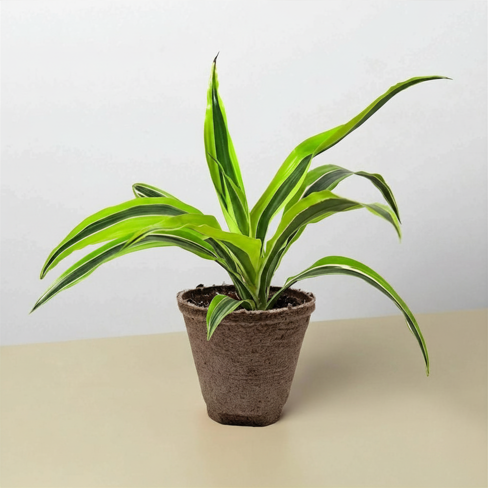Dracaena 'Lemon Lime'