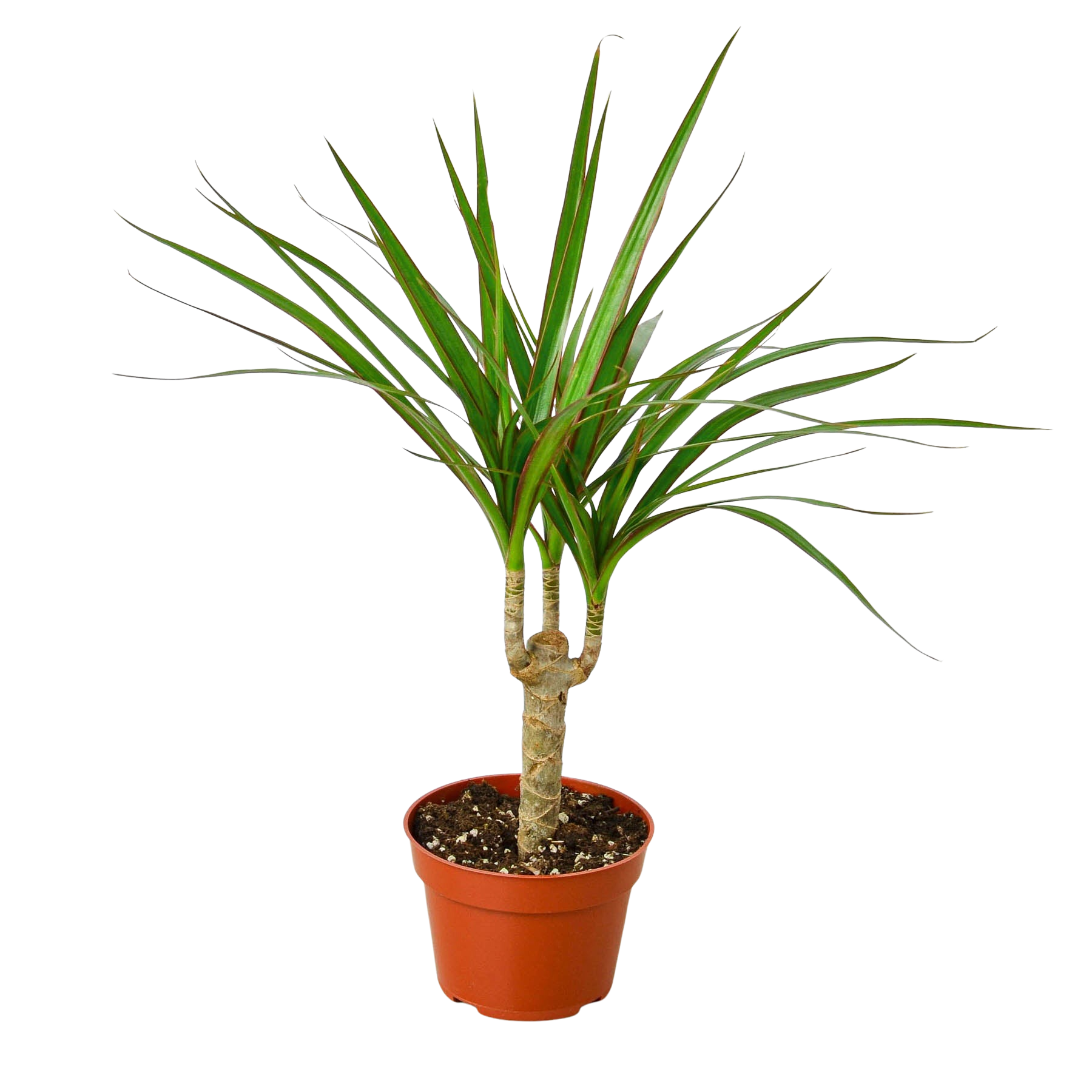Dracaena 'Marginata Cane'