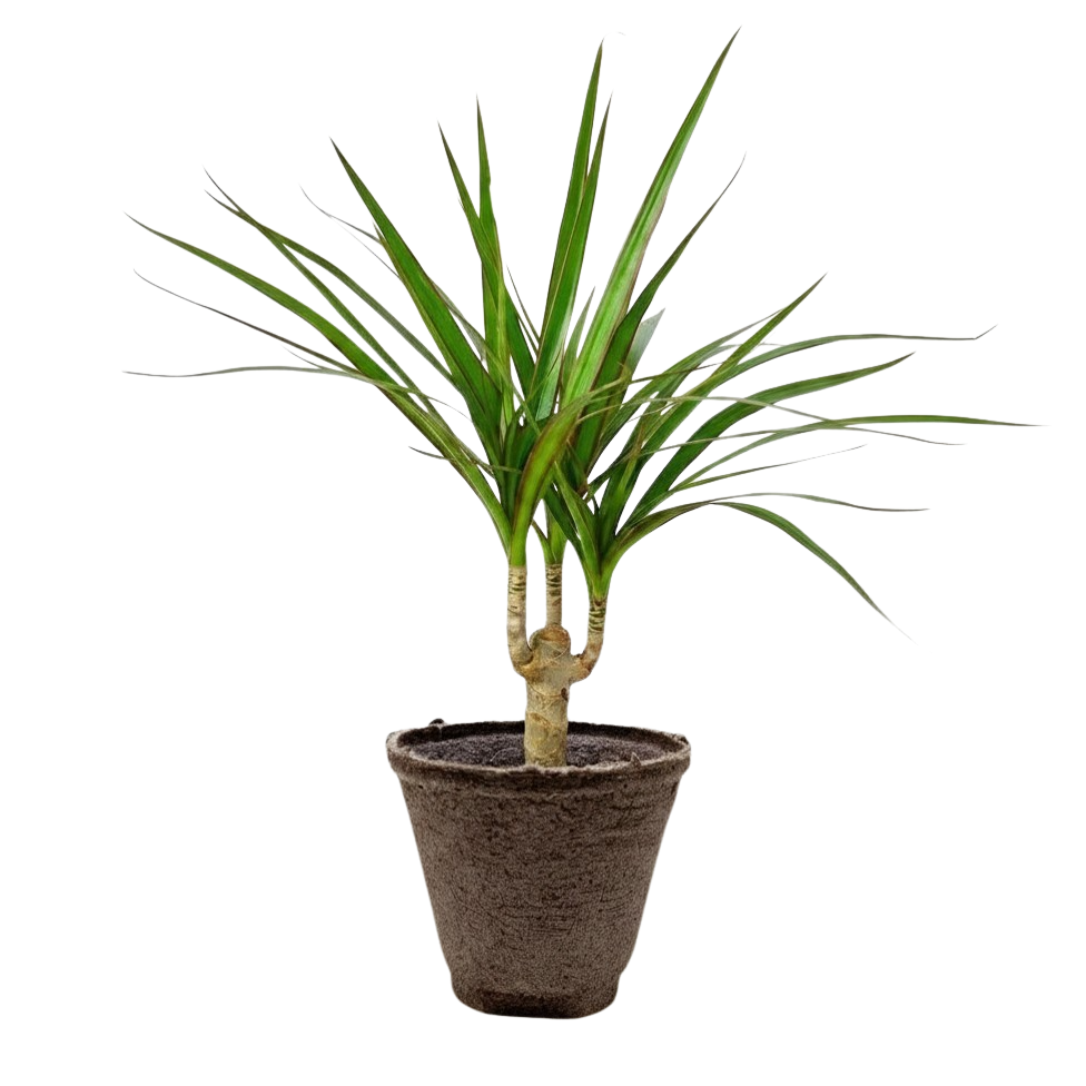 Dracaena 'Marginata Cane'