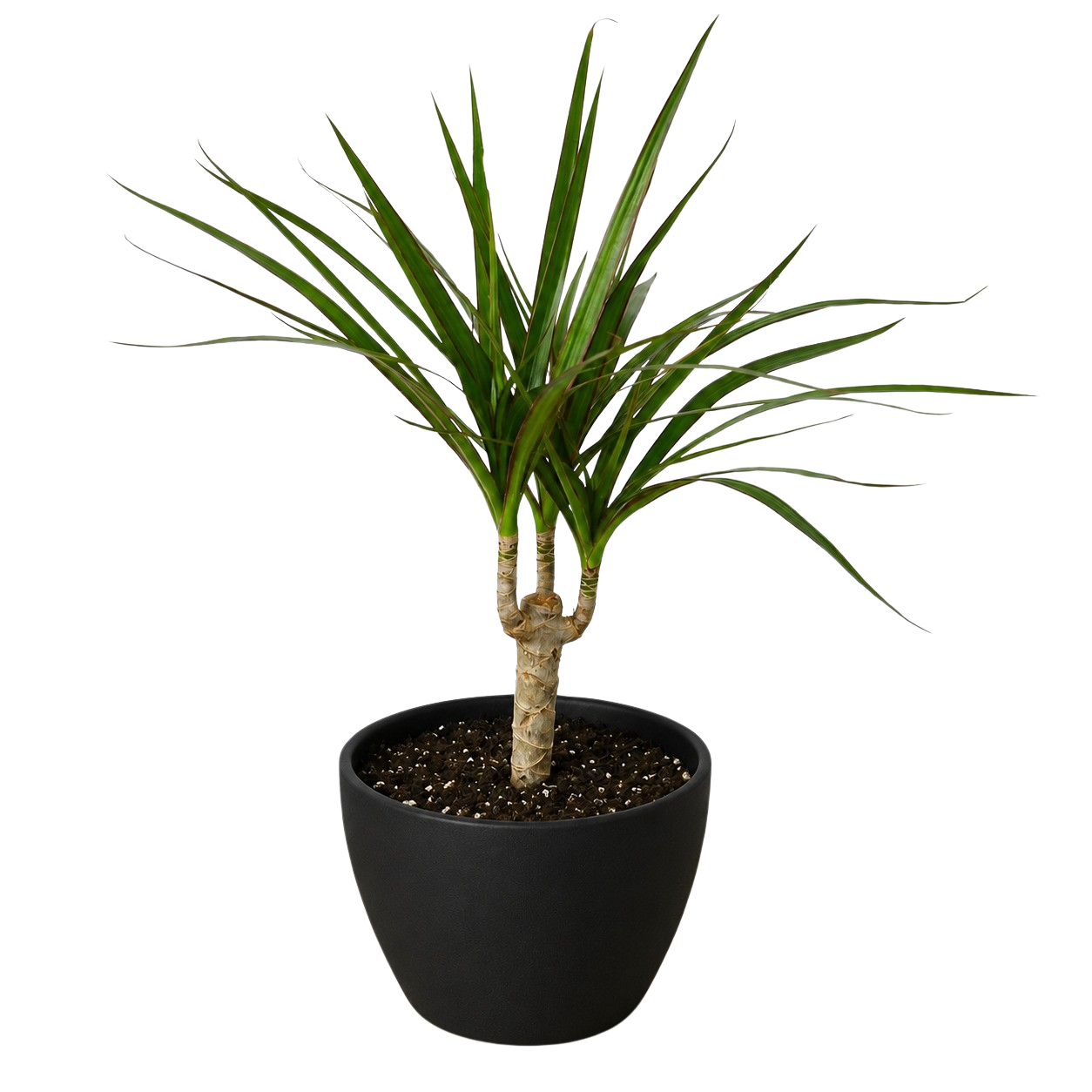 Dracaena 'Marginata Cane'