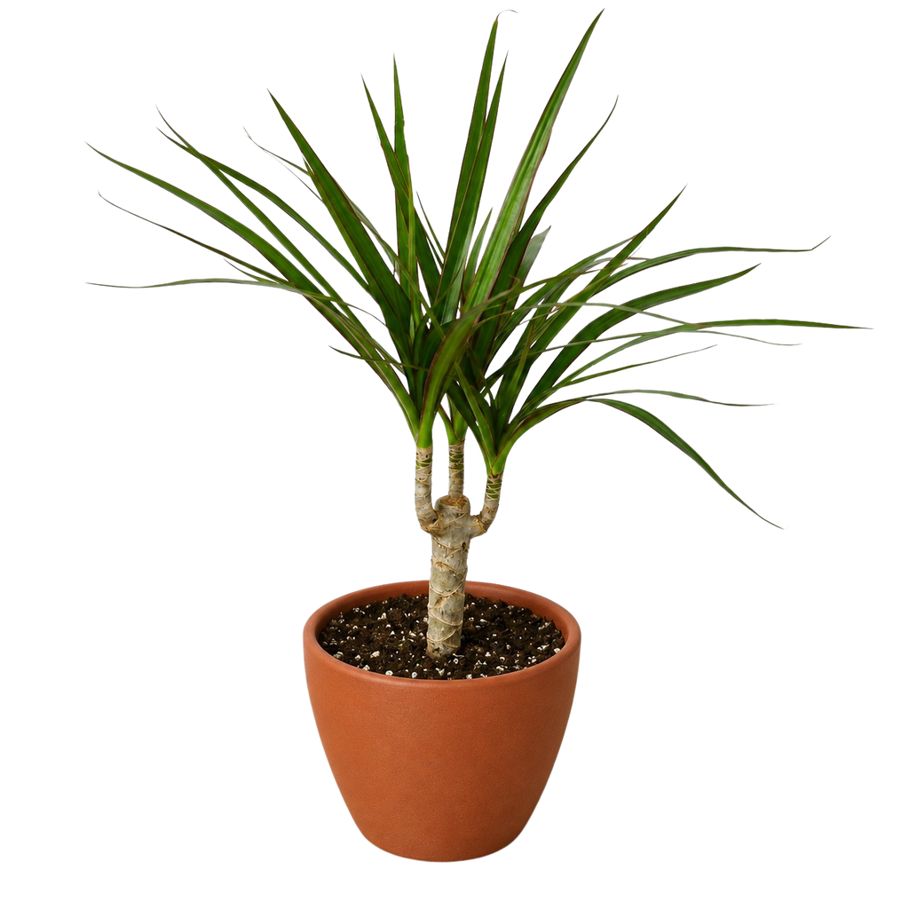 Dracaena 'Marginata Cane'
