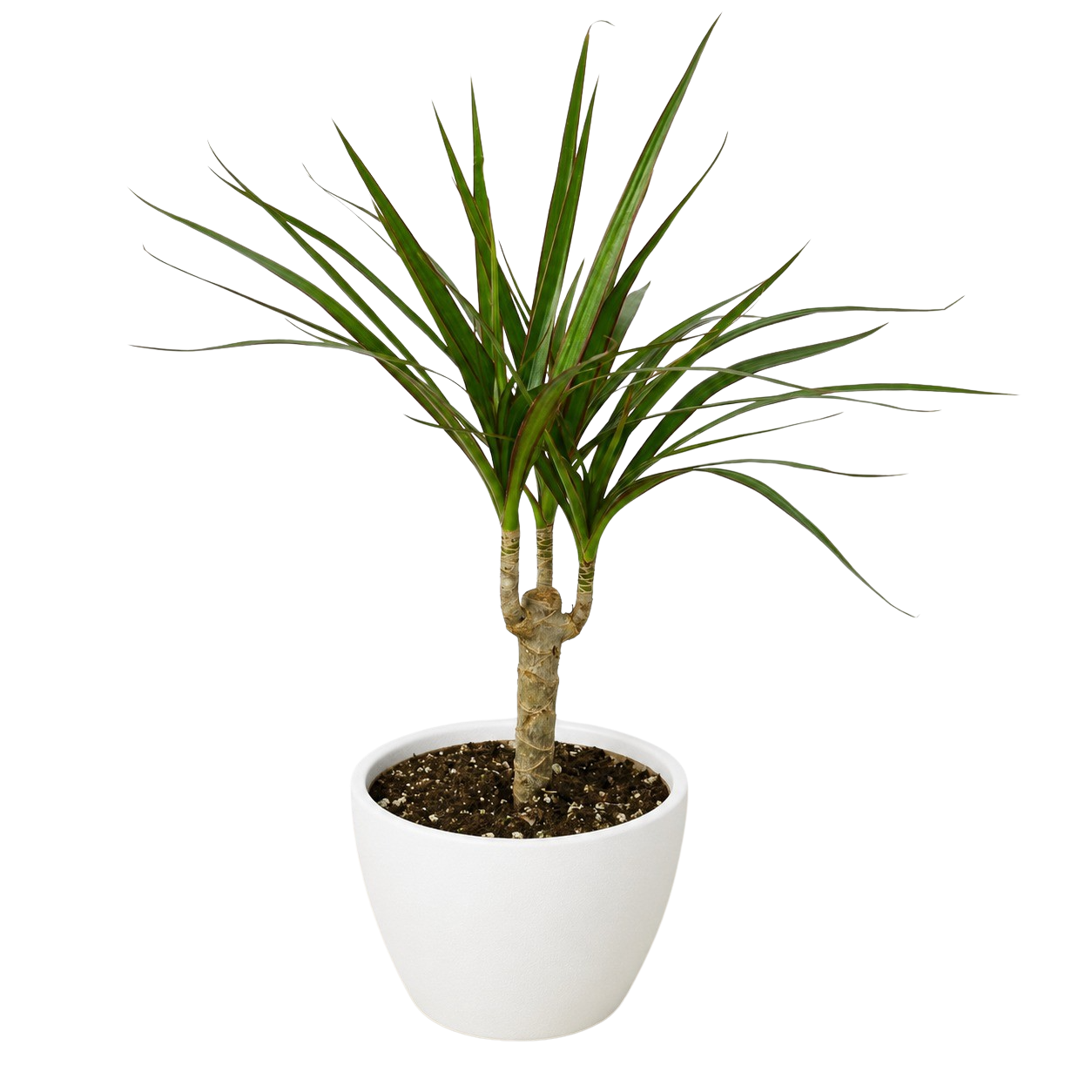 Dracaena 'Marginata Cane'