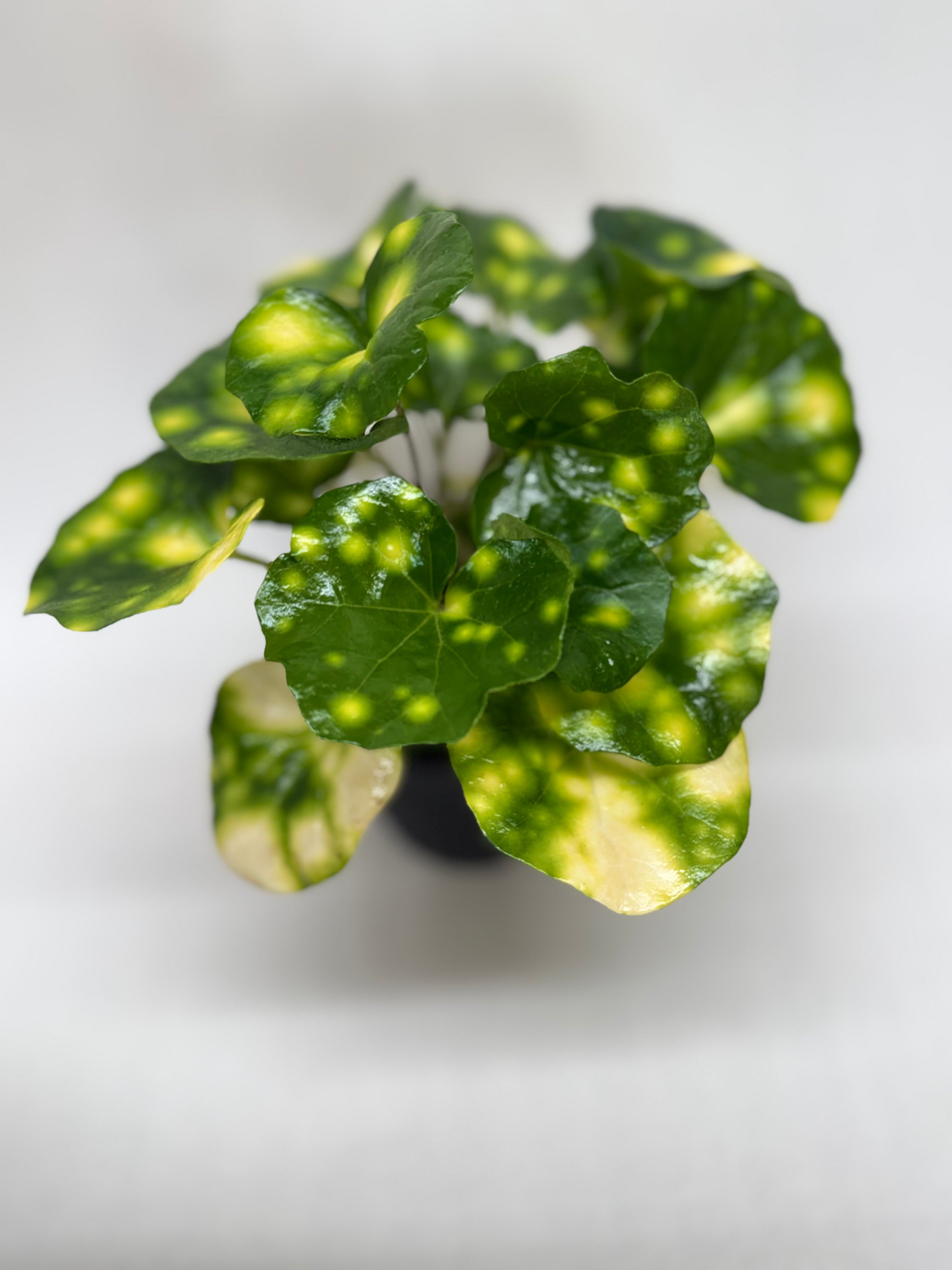 Farfugium Firefly