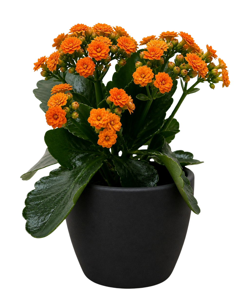 Kalanchoe 'Blossfeldiana'