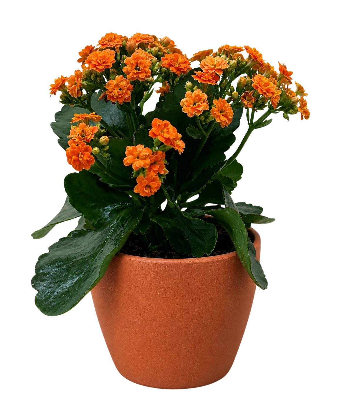 Kalanchoe 'Blossfeldiana'