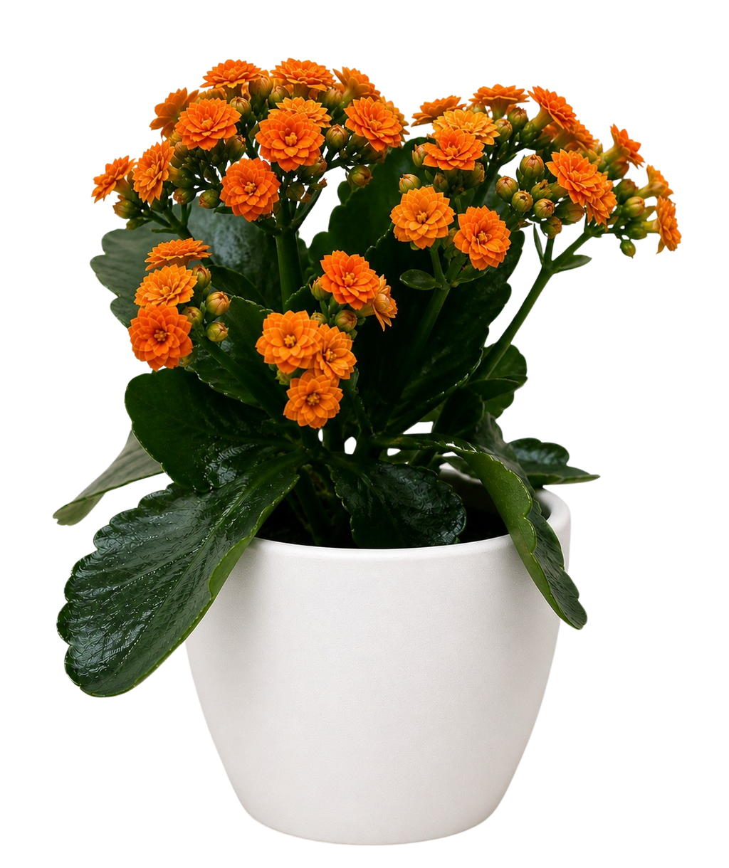 Kalanchoe 'Blossfeldiana'
