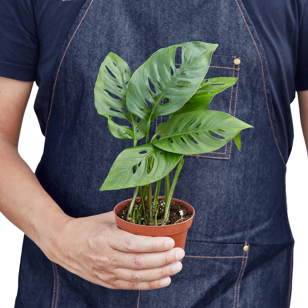 Monstera Adansonii 'Swiss Cheese' - 6" Pot - NURSERY POT ONLY