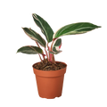 Stromanthe Triostar - 4" Pot - NURSERY POT ONLY