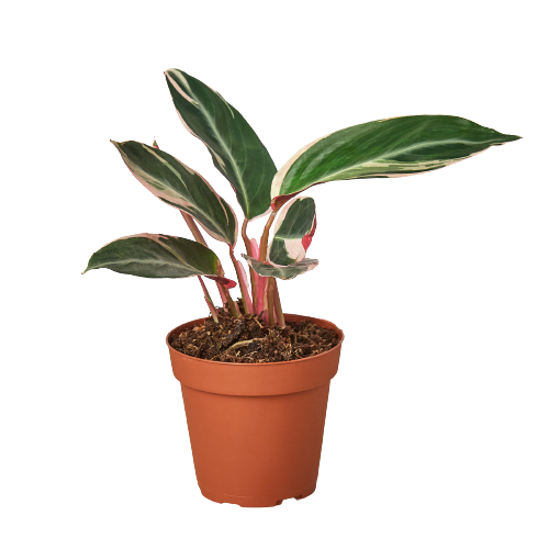 Stromanthe Triostar - 6" Pot - NURSERY POT ONLY