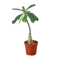 Succulent Adenium Obesum 'Desert Rose'