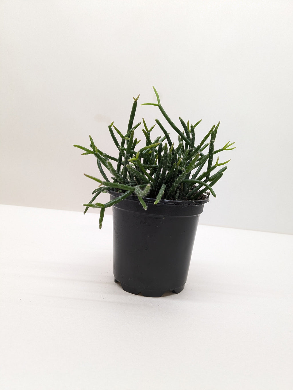 Succulent Cactus 'Mistletoe'
