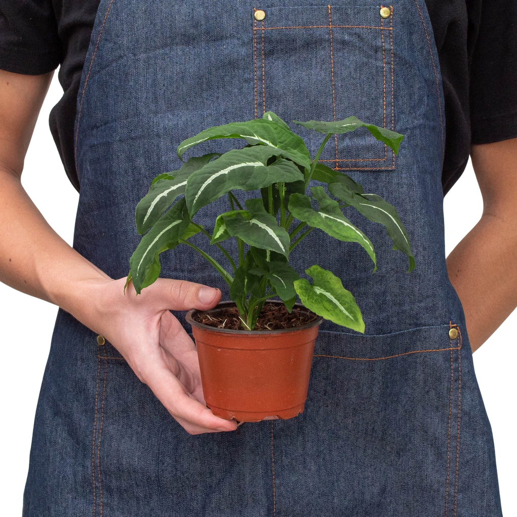 Syngonium wendlandii 'Black Velvet'
