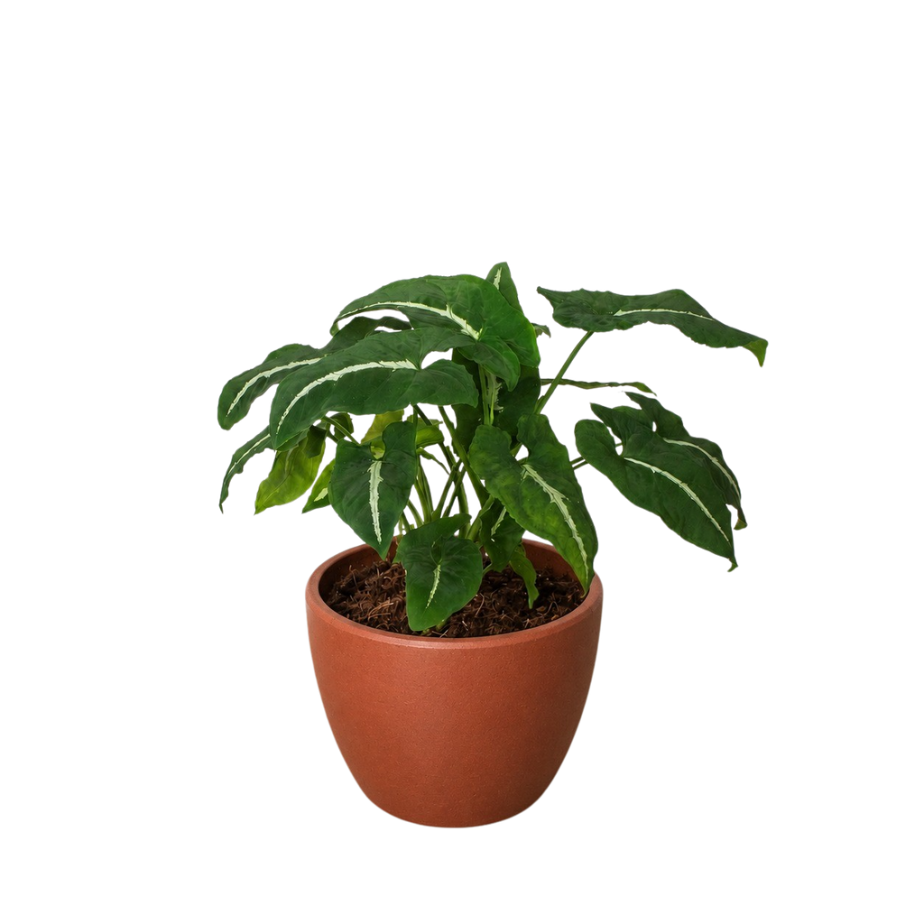 Syngonium wendlandii 'Black Velvet'