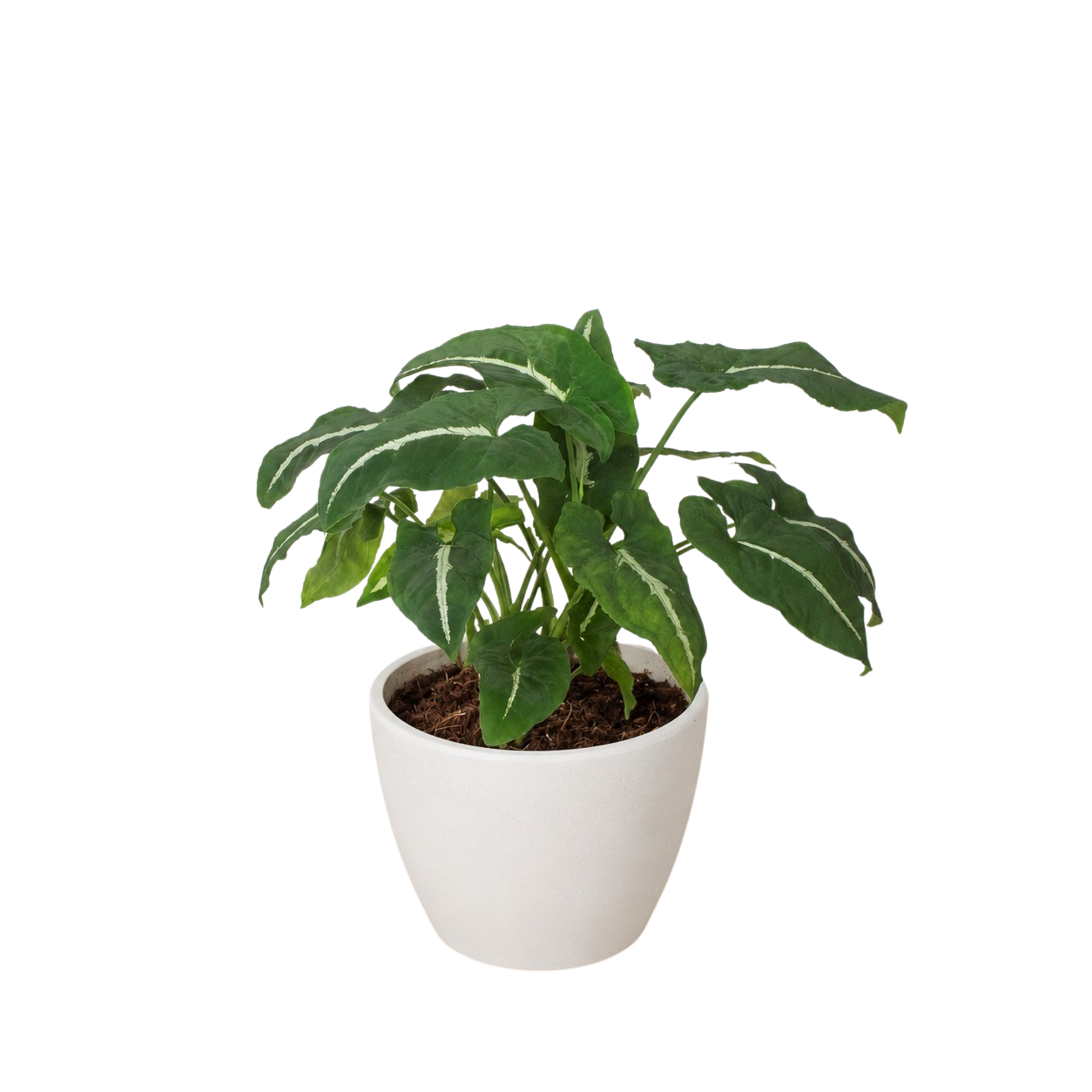 Syngonium wendlandii 'Black Velvet'